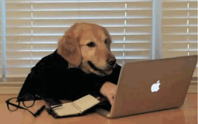 37 GIFs of Dogs Making People Look Ridiculous