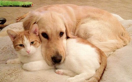 17 Dog and Cat Duos Who Will Go Down in Cute History | The BarkPost