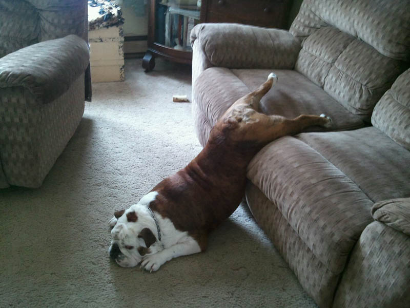 http://barkpost.com/wp-content/uploads/2014/02/dog-sleeping-on-ground-and-couch-funny-2.jpg