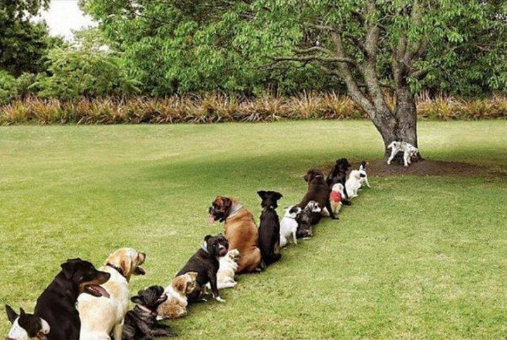 Image result for Dog and tree