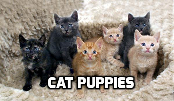 kittenscatpuppies