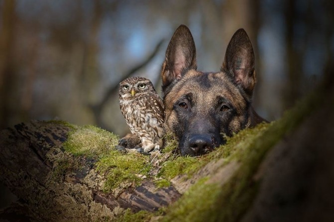 ingo-else-dog-owl-friendship-tanja-brandt-4-671x446.jpg