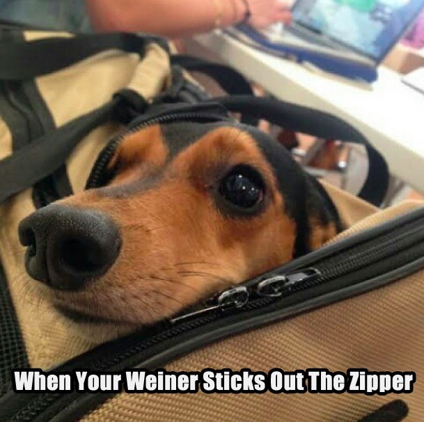Doxie funny pic