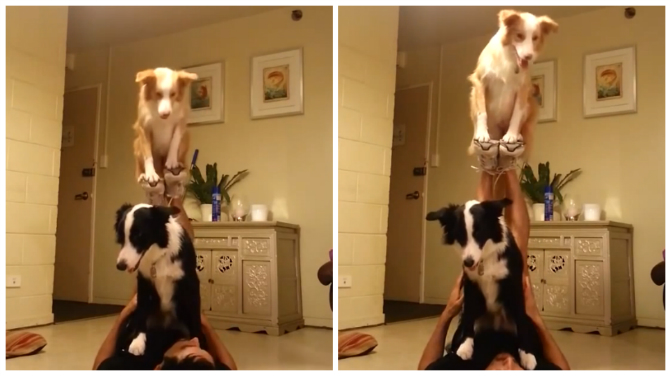 acrobat-dogs-balancing-act-circus-dog.jpg