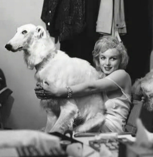marilyn monroe with big white dog