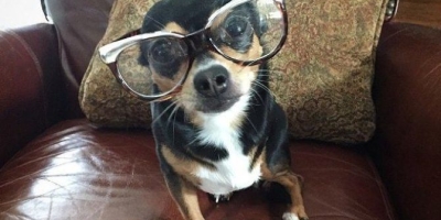 Related: 4 Ways Science Says Your Dog Is Smarter Than You Think
