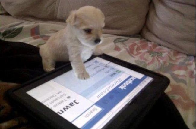 dog on facebook