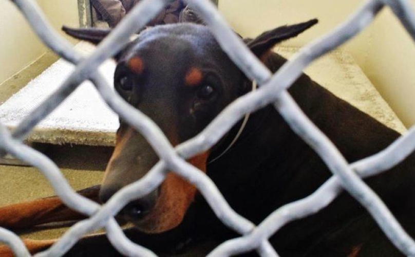 Heartbroken Doberman Cries When Owner Surrenders Him To Shelter