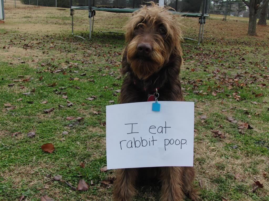 dog keeps eating rabbit poop