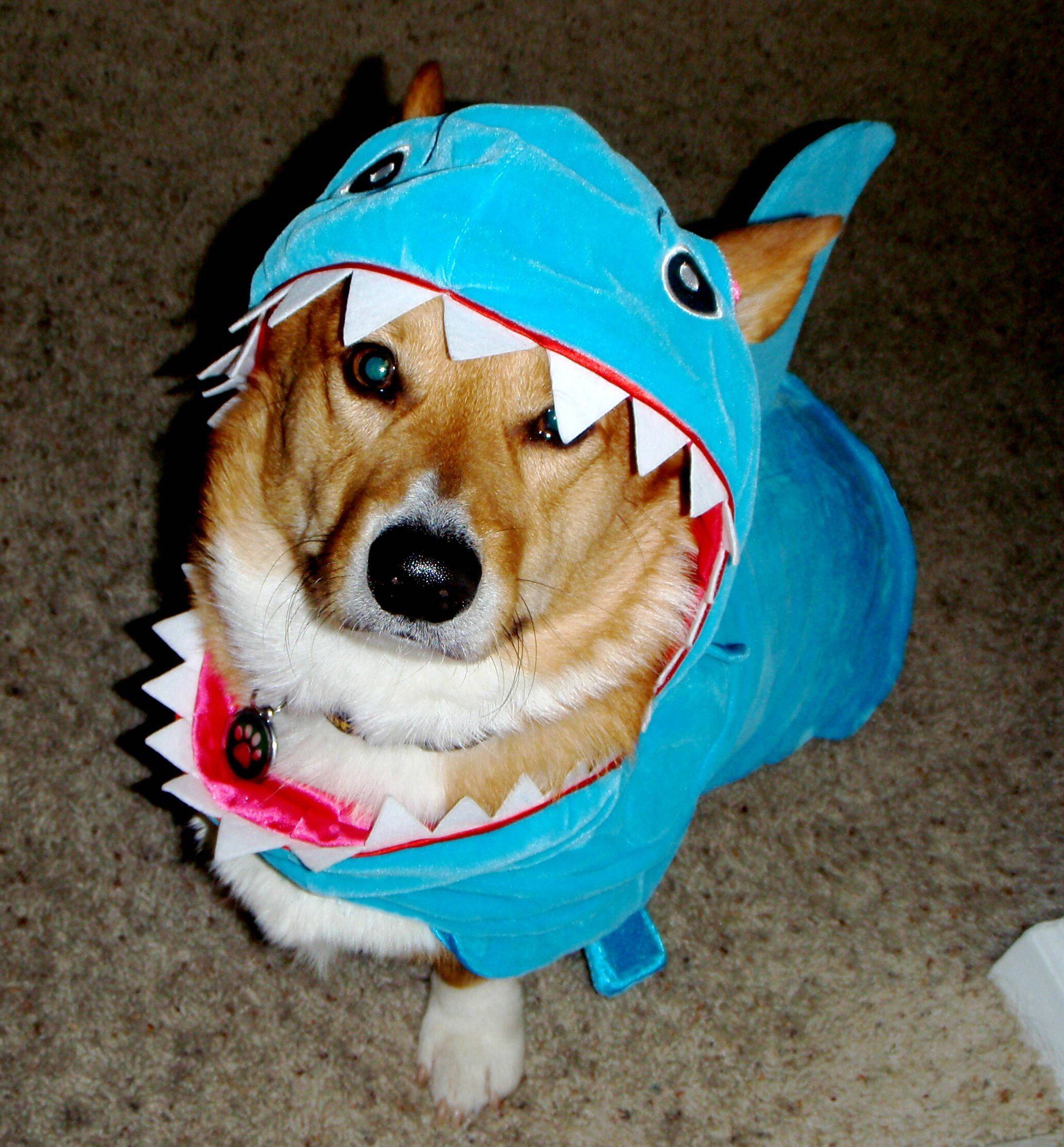 15 Dogs Having An Identity Crisis During Shark Week BarkPost