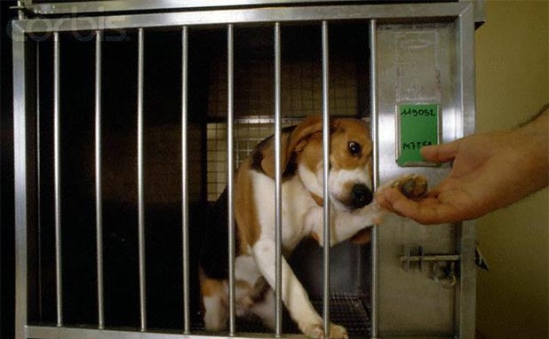 testing-beagles-farm-uk-approved