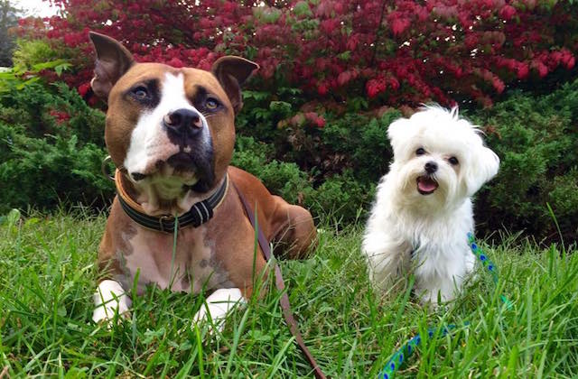 http://barkpost.com/wp-content/uploads/2015/10/Pit-Bull-Theodore-and-Dog-Friend.jpg