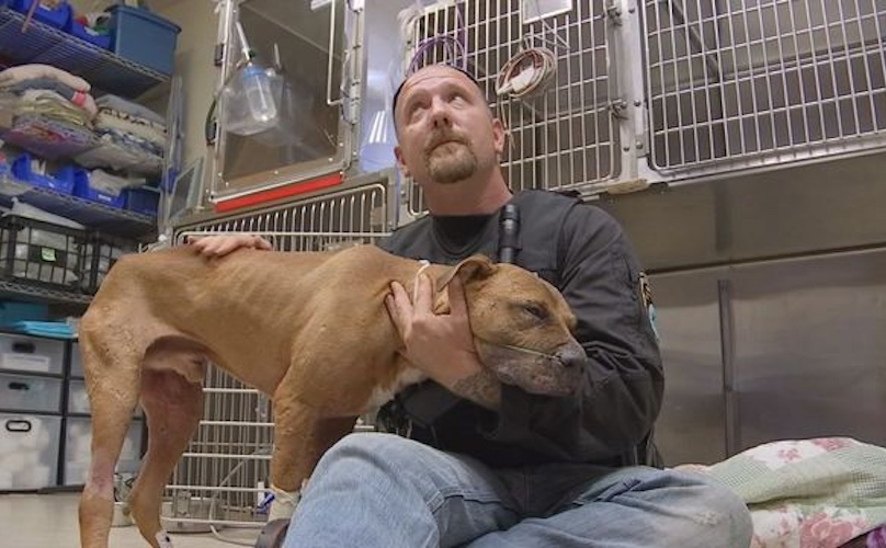 Update: Pit Bull Used For Dogfighting Just Wants To Be ...