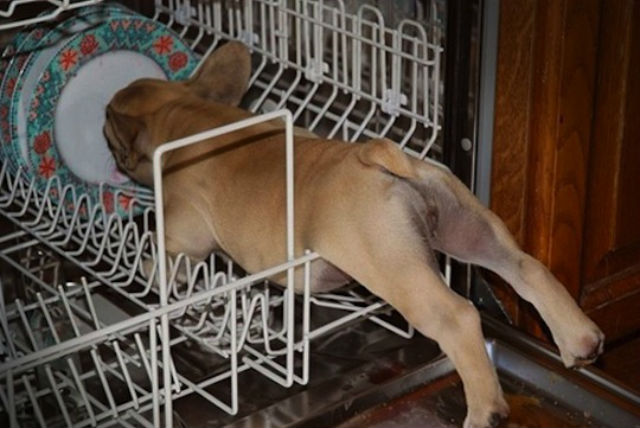 http://barkpost.com/wp-content/uploads/2015/11/dishwasher-dog.jpg