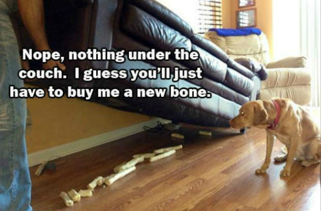bones dog