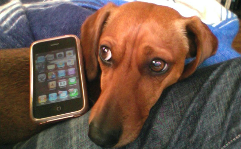 16 Apps Dogs Would Invent For Smartphones Just To Help Them Dog