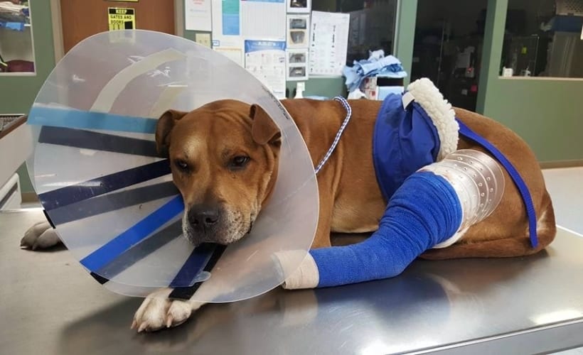 Dog Shot A Week After Adoption Loses A Leg But Gets A Second Chance
