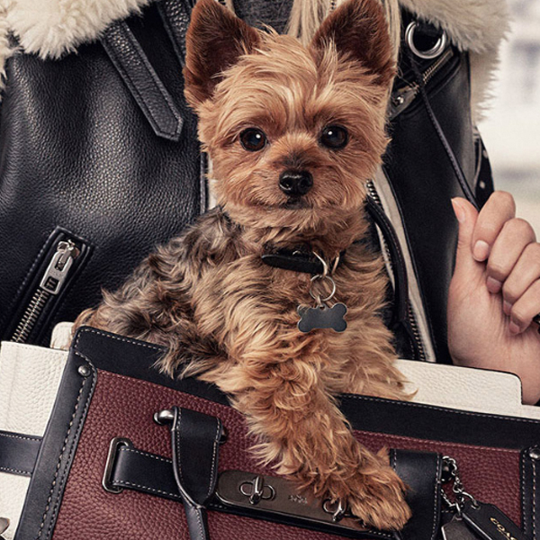 Louis Vuitton, Dog, Authentic Louis Vuitton Corey Baxter Dog Lead Leash  Monogram Brown