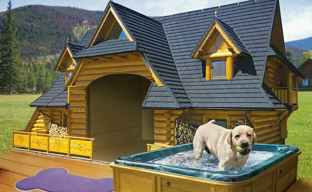 largest dog house