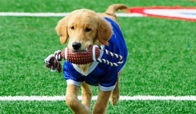 11 Reasons Dogs Are Loving Football Season