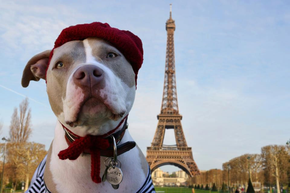 19 Dogs Who Think They're French The Barkpost