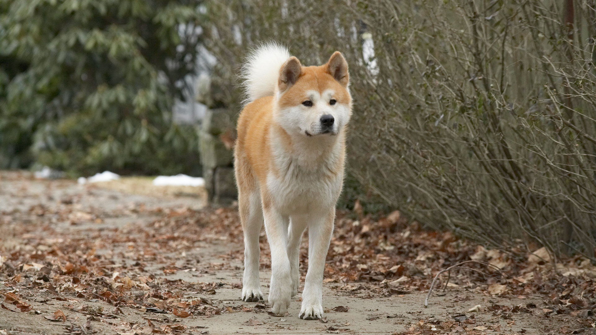 японская собака хатико