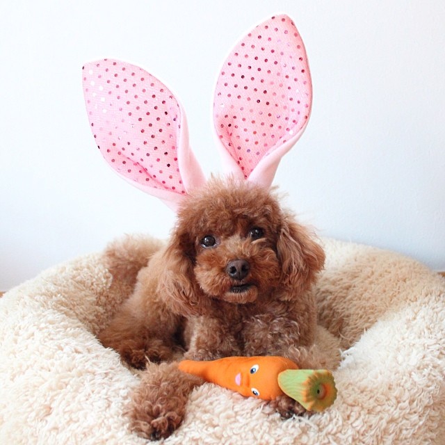 happy easter puppy
