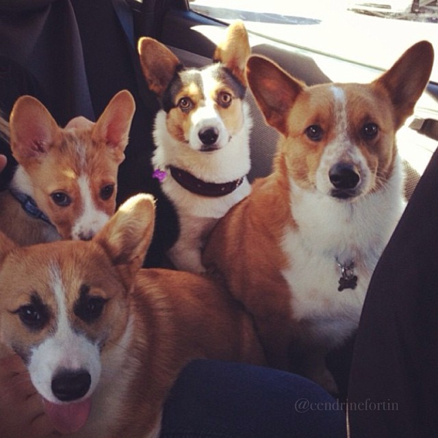 10 Facts About Corgis You Paw-bibly Didn't Know
