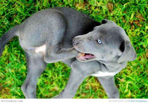 state dog of texas blue lacy