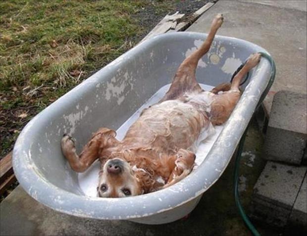 funny-dog-bath2