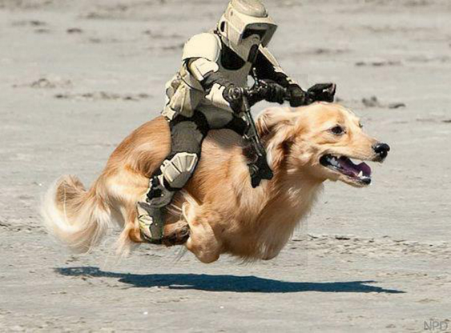Dogs Celebrate Star Wars Day... the Results Are Hilarious