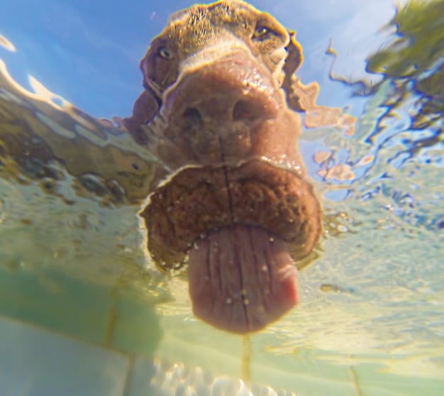 Thirsty dog tongue underwater