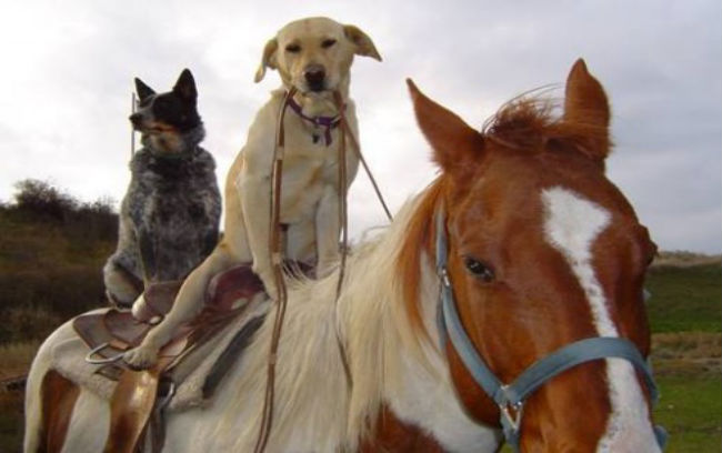 horse travel dog