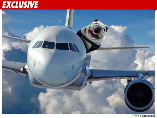 Everything You Need To Know About Flying With Your Dog Barkpost