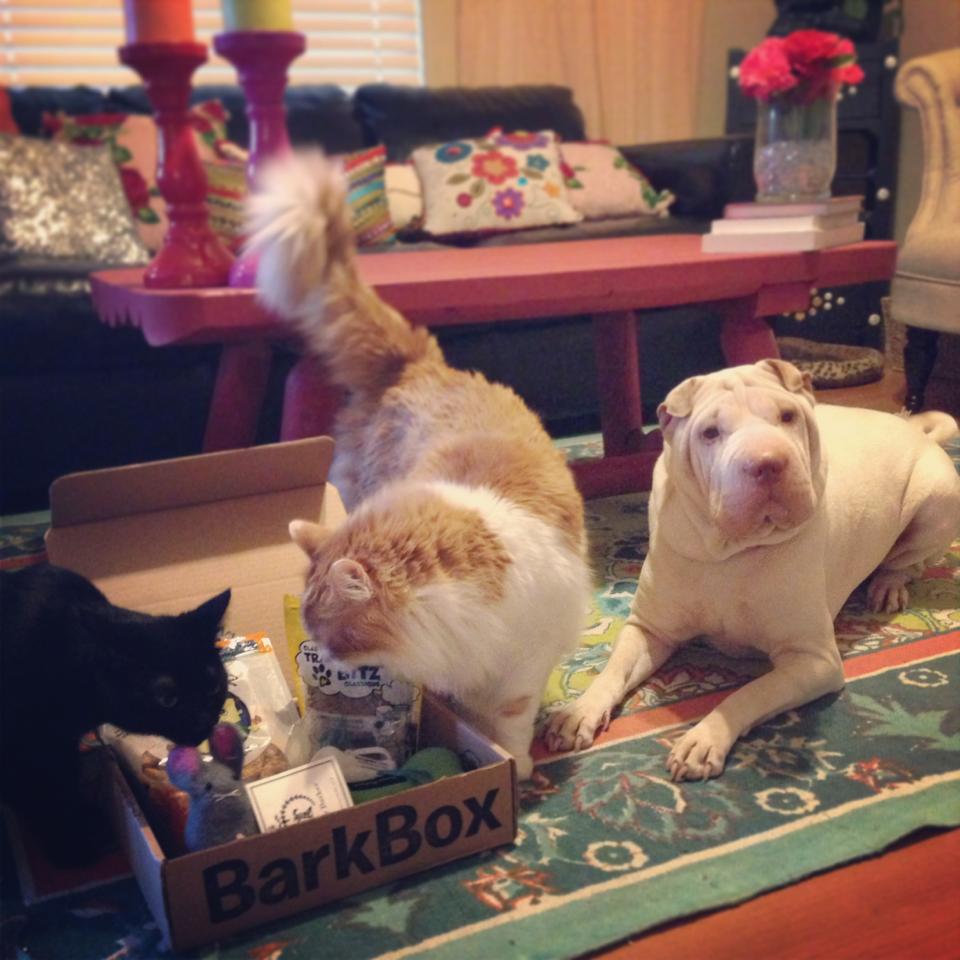 13 Cats Who Totally Want a Barkbox BarkPost