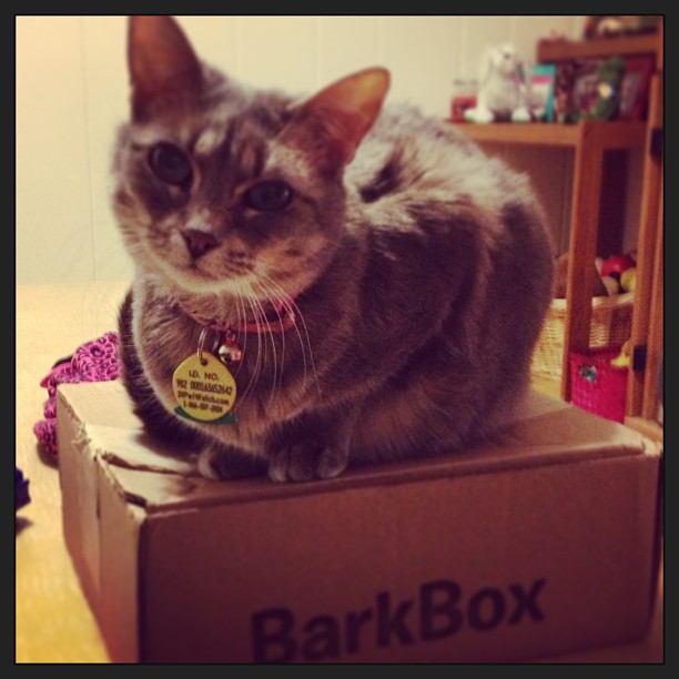 Cat Equivalent Of Barkbox