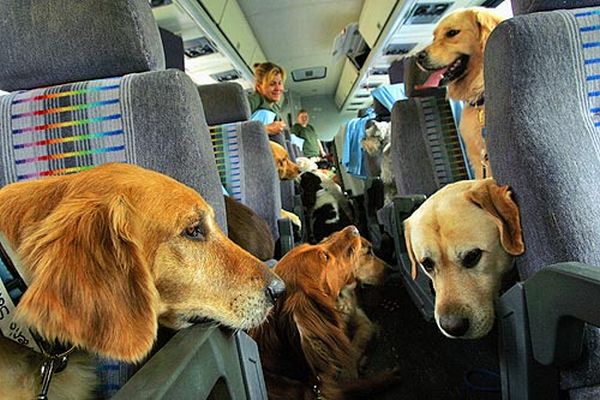 Everything You Need to Know About Flying With Your Dog BarkPost