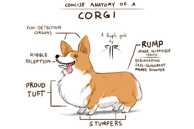 the perfect corgi