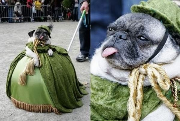 18 Dog Costumes That Failed So Hard They Actually Won Barkpost