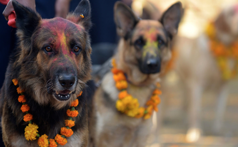 Pups Get The Royal Treatment During the Hindu Festival of Diwali