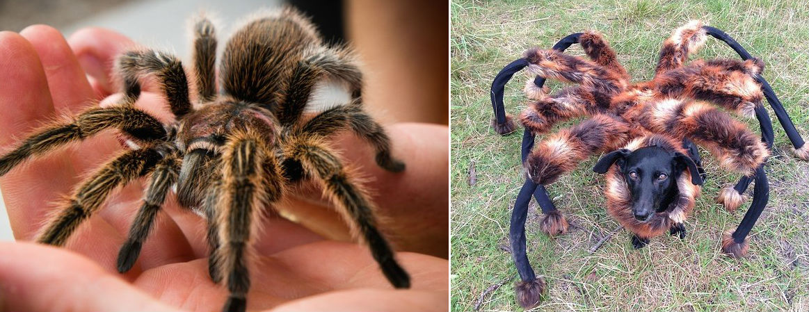 Here Are 15 Exotic Animals Trying To Take The Best Pet ...