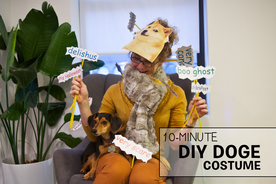 Easy 1 10 Minute Halloween Costume For Internetty Dog Lovers