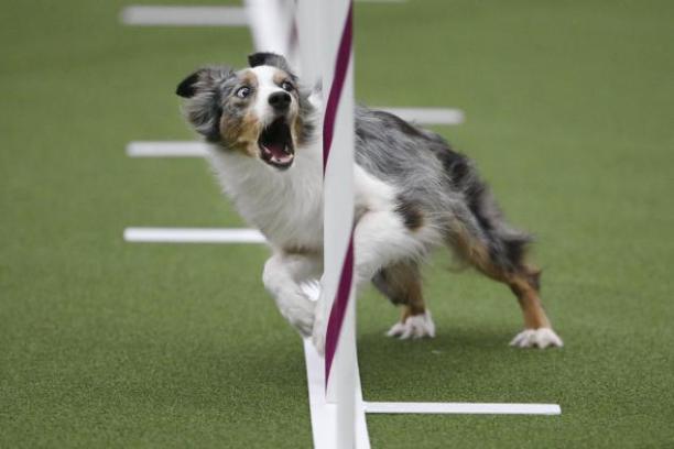 funny dog agility