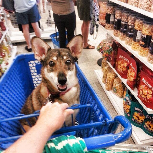 dog friendly shopping centre