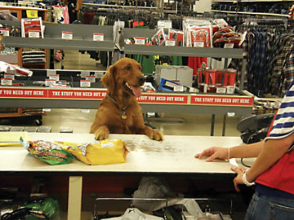 stores dogs can go in