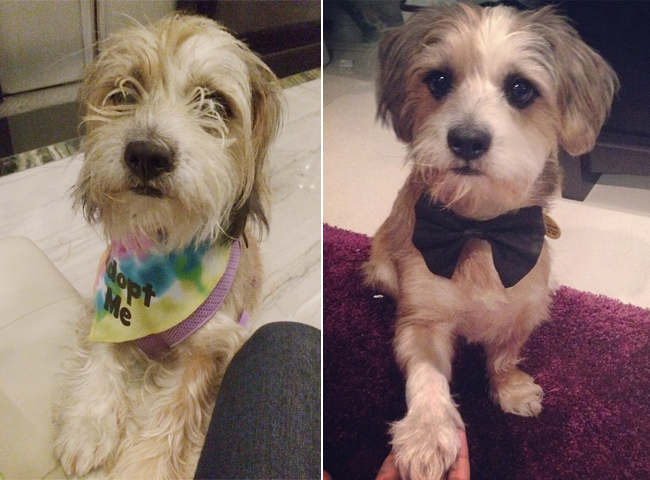 17 Before And After Pics Of Rescued Dogs To Make Your Eyes Rain Tears Of Joy