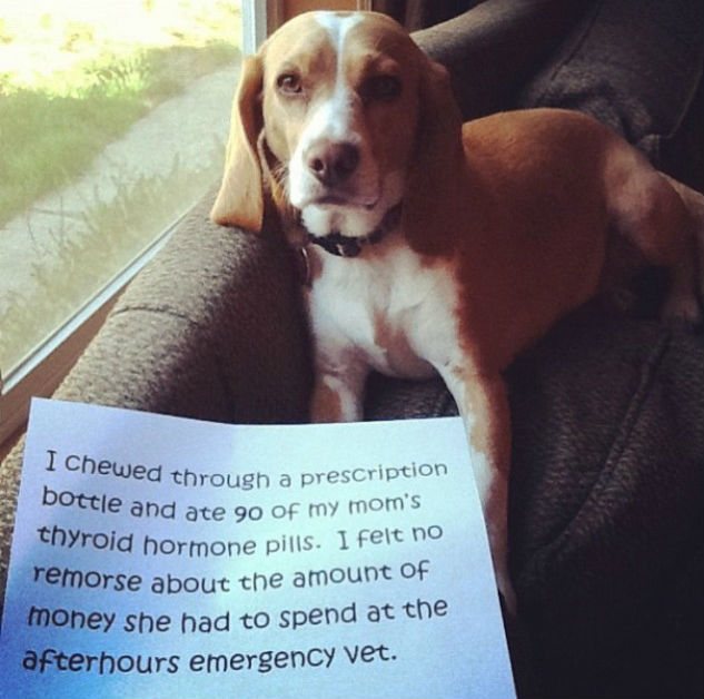 18 Beagles Who Are Almost Too Stubborn 