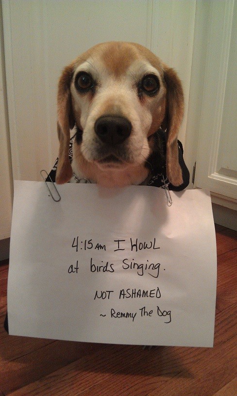 18 Beagles Who Are Almost Too Stubborn For DogShaming. Almost - BarkPost