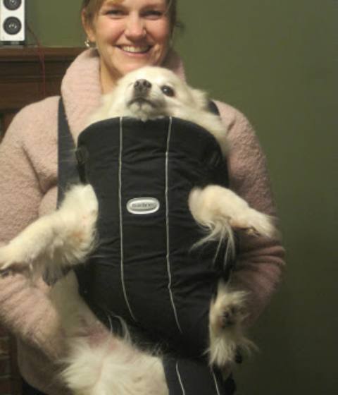 baby bjorn carrier for dogs