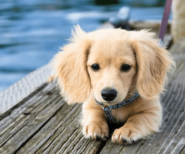 fluffy dog with long ears